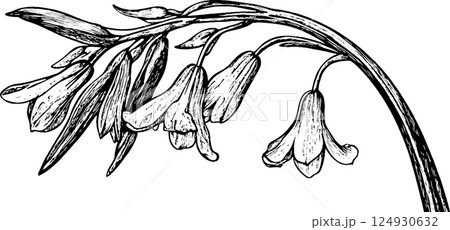 Black and White Illustration of a Flowering Plant Black and White Illustration of a Flowering Plant 124930632