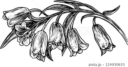 Intricate Black and White Floral Illustration 124930633
