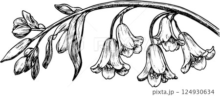 Intricate Black and White Flower Illustration Intricate Black and White Flower Illustration 124930634