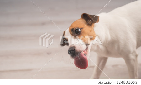 Jack Russell Terrier Dog Licking Glass.  124931055