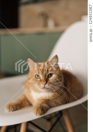 Vertical portrait of ginger cat resting comfortably on white chair, basking in warm sunlight within modern minimalist living space, radiating peaceful domestic contentment, looking at camera. 124931067