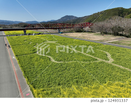 愛媛県大洲市　畑の前河川敷広場の菜の花 124931337