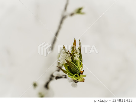 Maple branch with fresh green leaves against the background of fallen snow in the spring forest 124931413