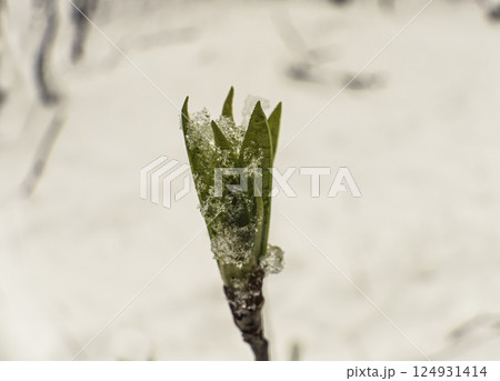 Maple branch with fresh green leaves 124931414