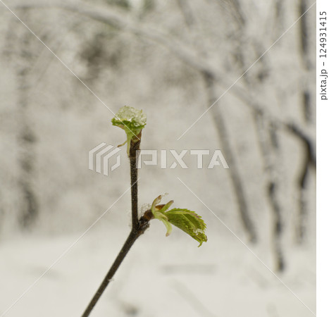 Maple branch with new green leaves Maple branch with new green leaves 124931415