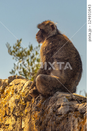 Monkey on Gibraltar, British Overseas Territory and city on the Iberian Peninsula. Barbary macaque perched on a rock, gazing into the distance. A serene moment in nature. Monkey on Gibraltar, British Overseas Territory and city on the Iberian Peninsula. Barbary macaque perched on a rock, gazing into the distance. A serene moment in nature. 124931643
