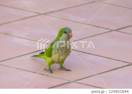A vibrant green parrot stands on a pale pink tiled surface, its feathers gleaming in the sunlight. A captivating close-up. 124931644