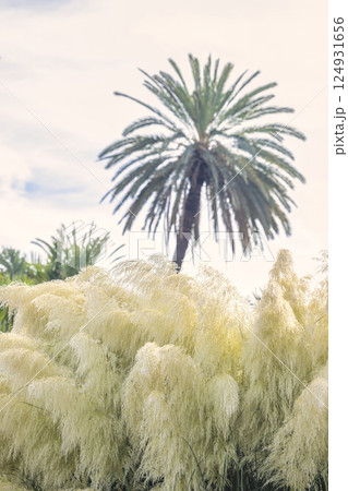 The Historical Botanical Garden La Concepcion in Malaga city at Andalusia, Spain, Europe. Creamy pampas grass in the foreground with a palm tree in the background under a soft sky. 124931656