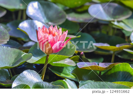 The Historical Botanical Garden La Concepcion in Malaga city at Andalusia, Spain, Europe. Pink water lily in full bloom, surrounded by lush green lily pads. The Historical Botanical Garden La Concepcion in Malaga city at Andalusia, Spain, Europe. Pink water lily in full bloom, surrounded by lush green lily pads. 124931662