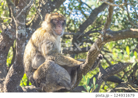 Monkey on Gibraltar, British Overseas Territory and city on the Iberian Peninsula. Barbary macaque perched on a tree branch, amidst lush green foliage. A primate in its natural habitat. Monkey on Gibraltar, British Overseas Territory and city on the Iberian Peninsula. Barbary macaque perched on a tree branch, amidst lush green foliage. A primate in its natural habitat. 124931679