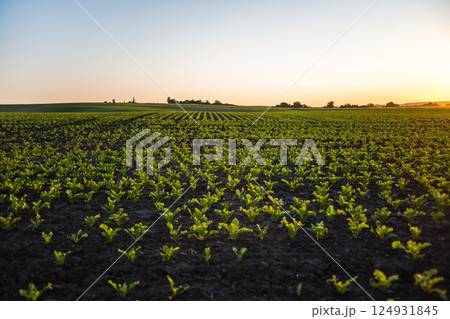 Sugar beets grow in rows on plantations in a sunset. Landscape. 124931845