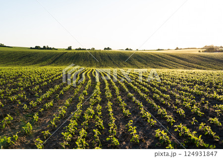 Agricultural landscape of young Soybean field at spring season. 124931847