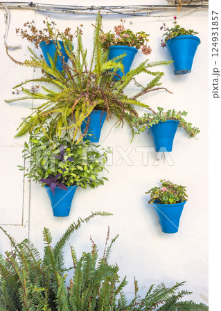 The Calleja de las Flores, popular tourist street of Cordoba city in Andalusia, Spain. Vibrant blue flower pots adorn a whitewashed wall, overflowing with lush greenery and colorful blooms. 124931857
