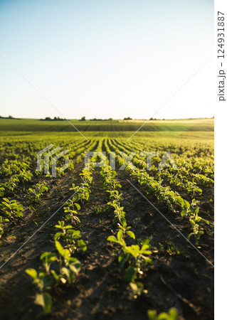 Rows of Soybean plants. Landscape view of a young soy field. 124931887