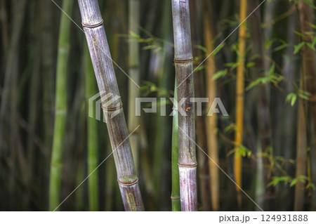 The Historical Botanical Garden La Concepcion in Malaga city at Andalusia, Spain, Europe. Close-up of bamboo stalks, showing texture and color variations. A serene natural scene. 124931888