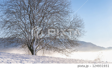 Snowy tree in the foreground of the winter misty landscape at sunny day. The Orava region in north of Slovakia, Europe. Snowy tree in the foreground of the winter misty landscape at sunny day. The Orava region in north of Slovakia, Europe. 124931931