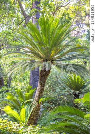 The Historical Botanical Garden La Concepcion in Malaga city at Andalusia, Spain, Europe. Lush Cycad in a Tropical Garden. Sunlight filters through the leaves, creating a vibrant, natural scene. 124931953