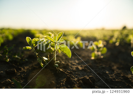 A small Soybean seedling grows on an agricultural field. Soy bean sprouts growing. Soybean plant at sunset. Agrarian industry, Agricultural process. 124931960