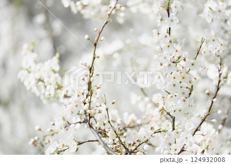 White cherry blossoms in full bloom on a branch with soft sunlight and blurred background creating a gentle spring atmosphere 124932008