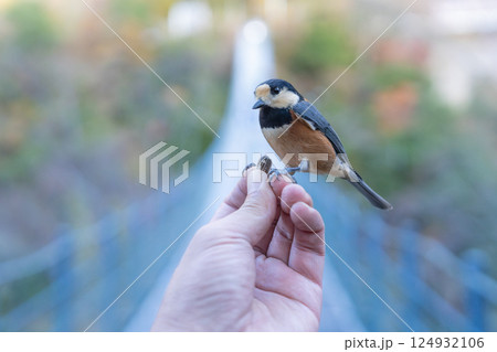【龍宮崖公園】手に乗るヤマガラ【つり橋】 124932106