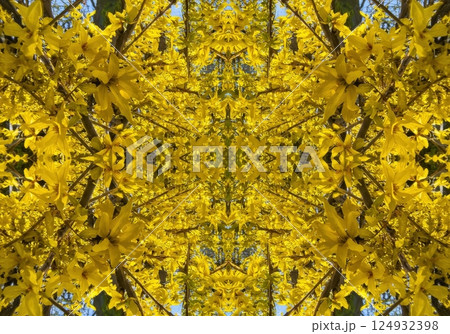 Forsythia reflection in window kaleidoscope pattern 124932398