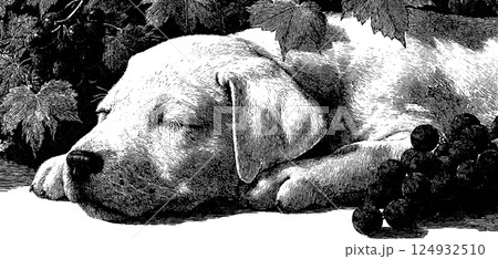 Vintage black and white puppy sleeping in berry garden illustration 124932510