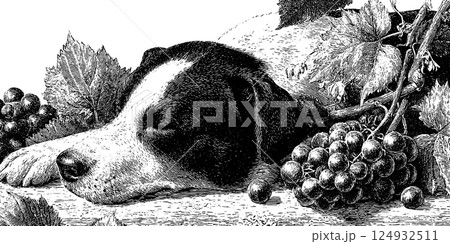 Engraved drawing of sleeping dog amongst grape vines and leaves 124932511