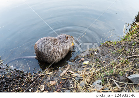 A coypu, also known as a nutria, sits by the water's edge, enjoying a piece of food 124932540