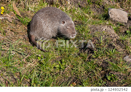 A Coypu, also known as a river rat, rests in a patch of grass near the ground, its dark tail visible A Coypu, also known as a river rat, rests in a patch of grass near the ground, its dark tail visible 124932542