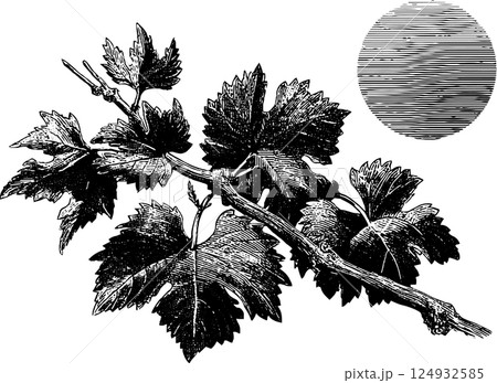 Vintage botanical grape vine engraving with stylized sun Vintage botanical grape vine engraving with stylized sun 124932585