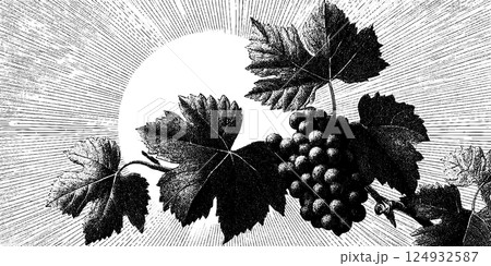 Vintage botanical illustration of grapevine with sunburst background 124932587