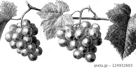 Vintage botanical engraving of grape clusters on vine 124932603