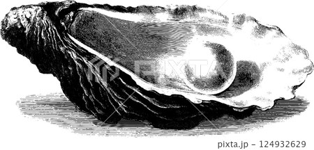 Detailed vintage engraving of oyster shell with pearl Detailed vintage engraving of oyster shell with pearl 124932629