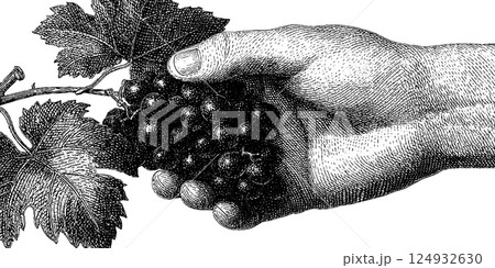 Engraved hand holding grapes and vine leaves in detailed vintage style Engraved hand holding grapes and vine leaves in detailed vintage style 124932630