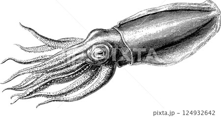 Intricate black and white engraving of a squid illustration 124932642