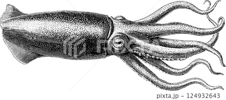 Detailed vintage illustration of a squid with tentacles and textured skin 124932643