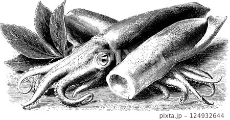 Vintage squid illustration with leaves - intricate detailed ink drawing Vintage squid illustration with leaves - intricate detailed ink drawing 124932644