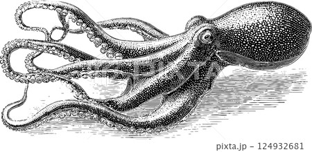 Vintage black and white octopus drawing with detailed tentacles 124932681