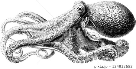 Intricate vintage octopus illustration displaying detailed textures and tentacles Intricate vintage octopus illustration displaying detailed textures and tentacles 124932682