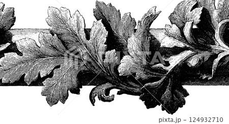 Intricate vintage botanical illustration of ornate oak leaves in black and white Intricate vintage botanical illustration of ornate oak leaves in black and white 124932710