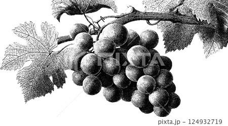 Vintage botanical engraving of grapes on vine with detailed leaves 124932719