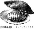Intricate black and white illustrations of opened clam shells 124932733