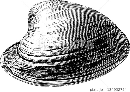 Detailed black and white engraving of a clam shell with textured lines Detailed black and white engraving of a clam shell with textured lines 124932734