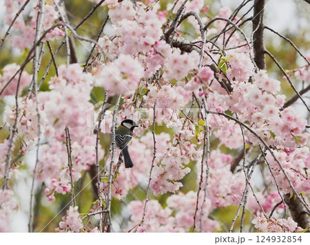 しだれ桜とシジュウカラ 124932854