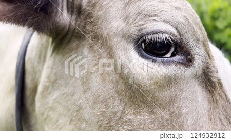 Close up to eye of cute gray cow at lawn. Sight of a friendly mammal animal at countryside. Profile of beautiful kine grazing outdoor. Cattle on pasture. Concept of livestock husbandry 124932912