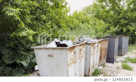 Black homeless cat lying in a dumpster at countryside. Stray kitten looking into camera from trash bin. Problem of protecting animals concept Black homeless cat lying in a dumpster at countryside. Stray kitten looking into camera from trash bin. Problem of protecting animals concept 124932913
