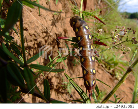 Hawk moth caterpillar on a wild flower: nature in detail 124933083