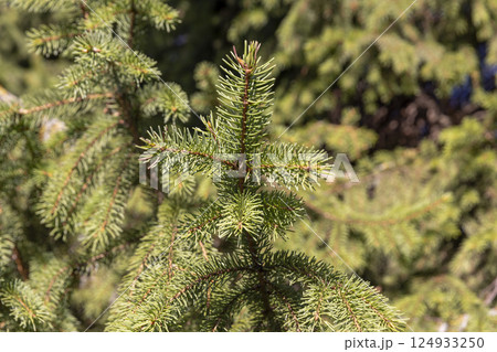 tree in sunny autumn weather, evergreen spruce tree in autumn park closeup, side view tree in sunny autumn weather, evergreen spruce tree in autumn park closeup, side view 124933250