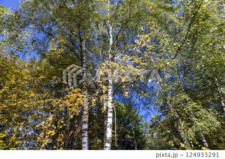 the color change of birch foliage from green to yellow before the autumn season, sunny weather in the park the color change of birch foliage from green to yellow before the autumn season, sunny weather in the park 124933291