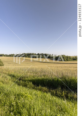 wheat field at sunset. a field with ripening wheat and blue sky, a forest growing at the edge of the field 124933317